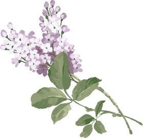 丁香花