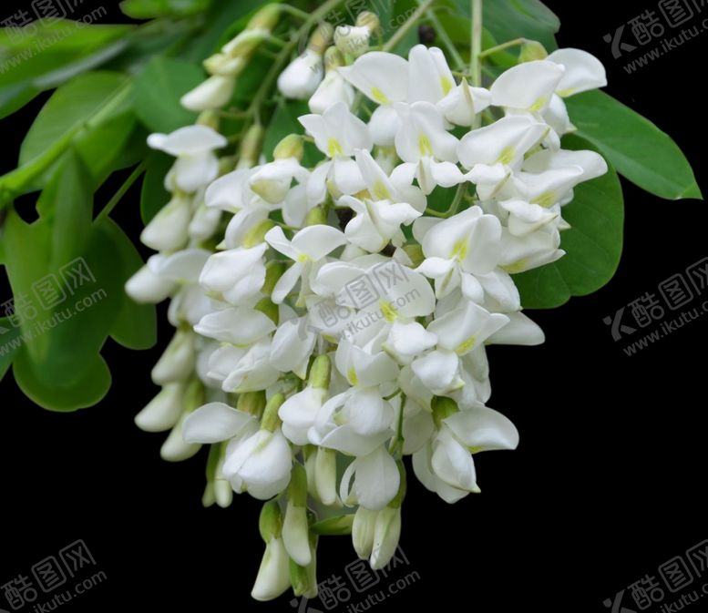 编号：55804807050218326272【酷图网】源文件下载-抠图分层槐花