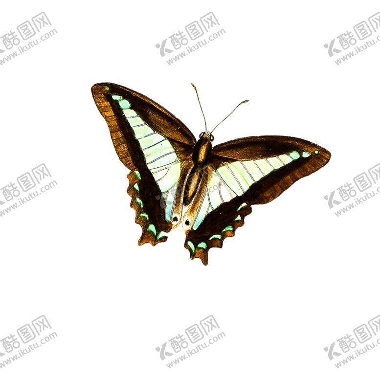 编号：77772305150831331672【酷图网】源文件下载-蝴蝶透明PNG免扣