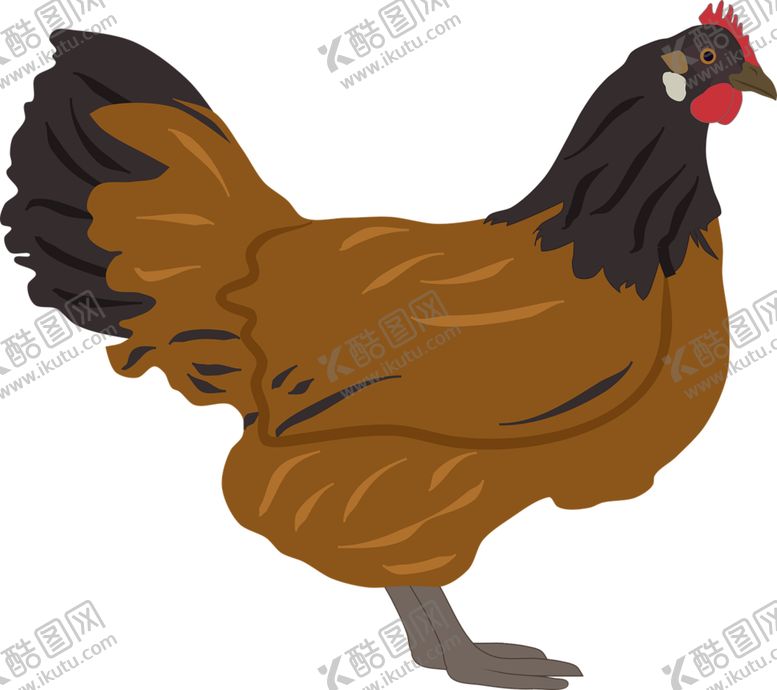 编号：91126109111018522277【酷图网】源文件下载-母鸡