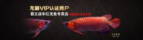 水族观赏鱼龙鱼海报banner