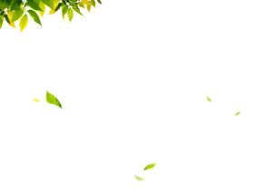 飘落的绿叶