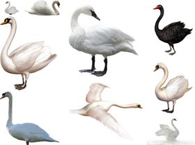 天鹅png免扣高清素材