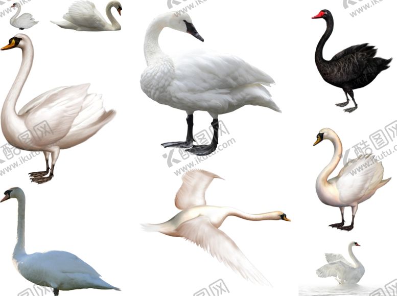 编号：50325610291207506964【酷图网】源文件下载-天鹅png免扣高清素材