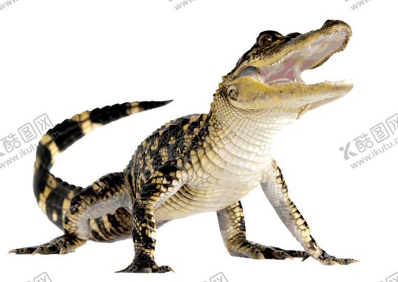 编号：98300009261205051914【酷图网】源文件下载-鳄鱼