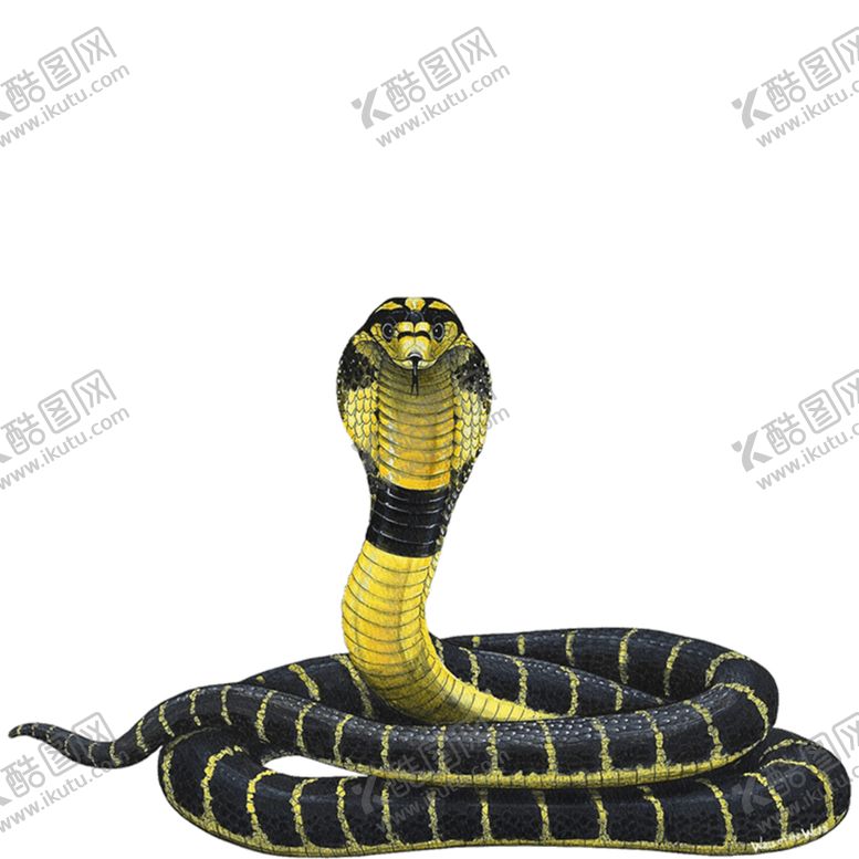 编号：86229706260325522357【酷图网】源文件下载-眼镜蛇