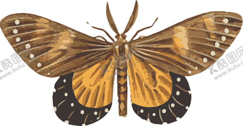 编号：21671709162050176450【酷图网】源文件下载-自然昆虫标本插画