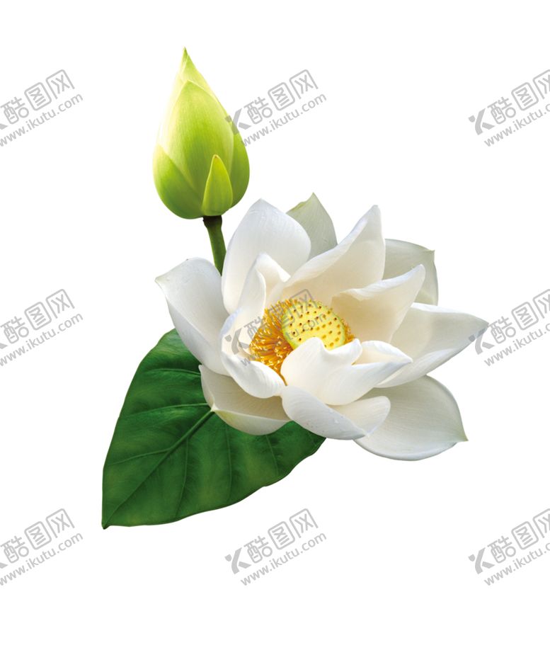 编号：47638410051057144722【酷图网】源文件下载-荷花