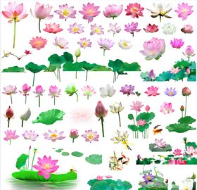 荷花素材