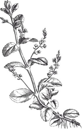 Ai矢量中草药素材