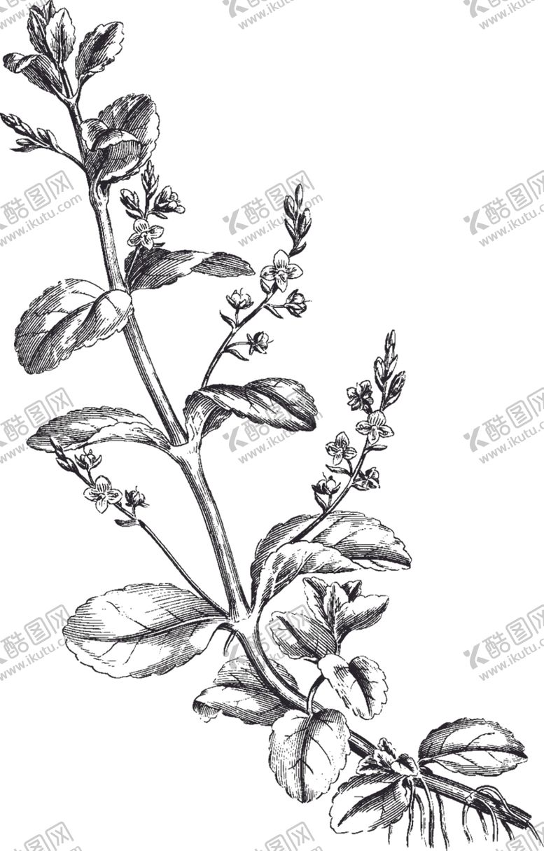 编号：69841510071409075261【酷图网】源文件下载-Ai矢量中草药素材