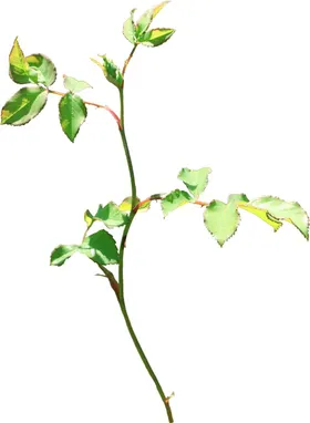 手绘花卉