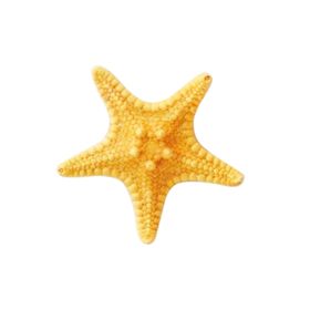 海星