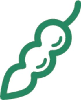 豌豆