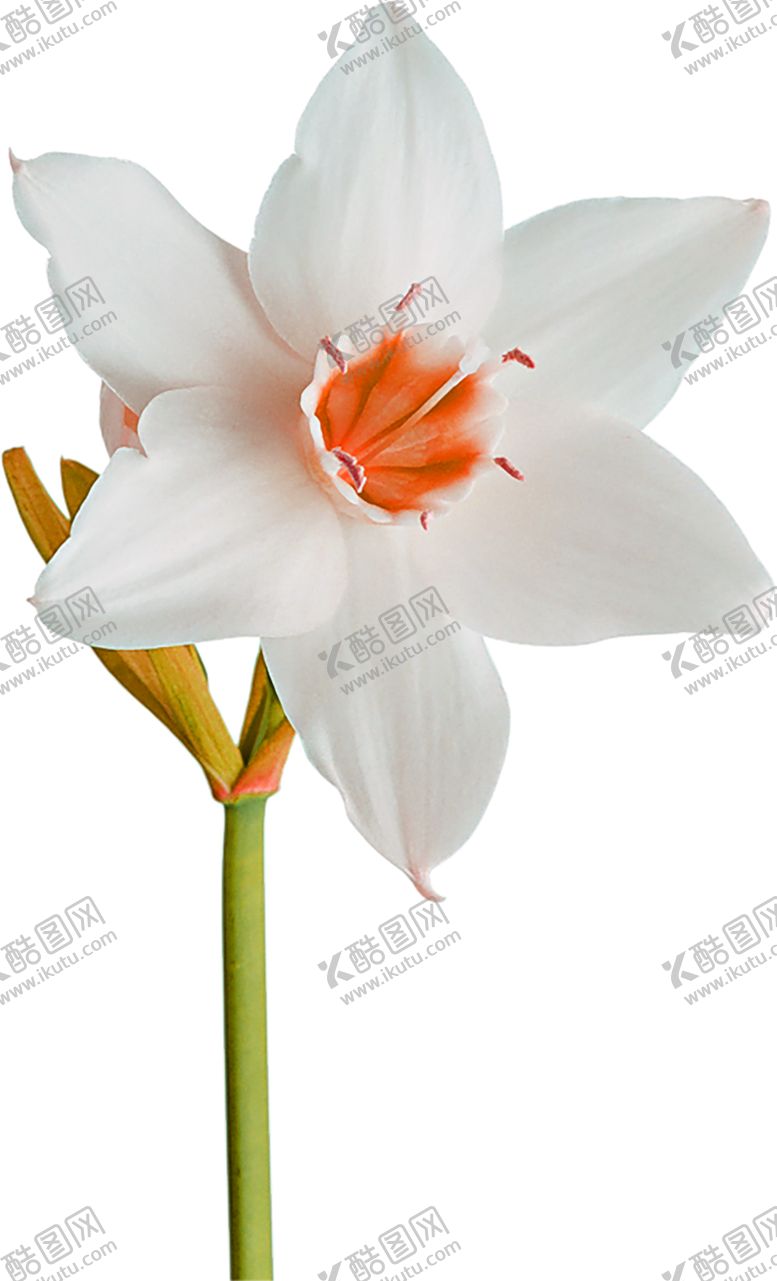 编号：99716109280742541031【酷图网】源文件下载-鲜花素材