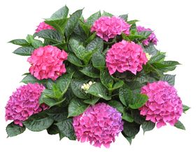 免扣植物花卉素材