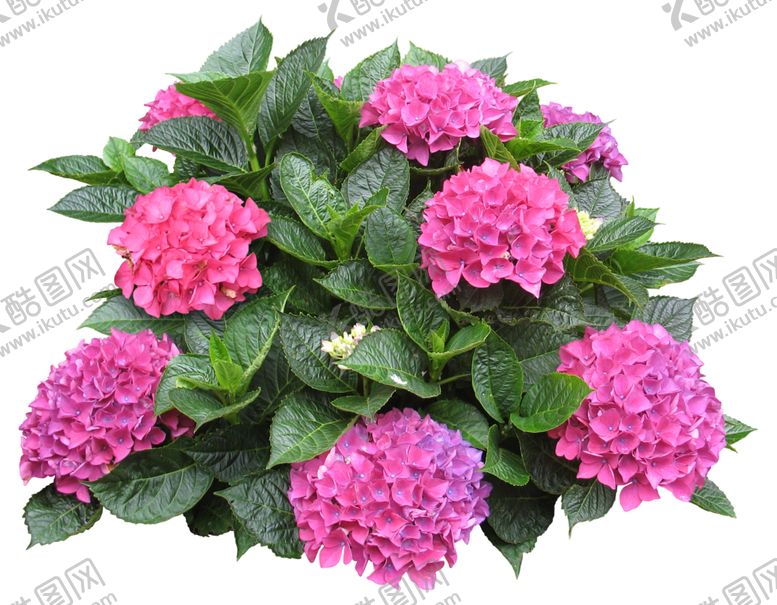 编号：67052310302249364308【酷图网】源文件下载-免扣花卉植物素材