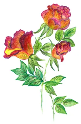 水彩绘三朵艳丽玫瑰花