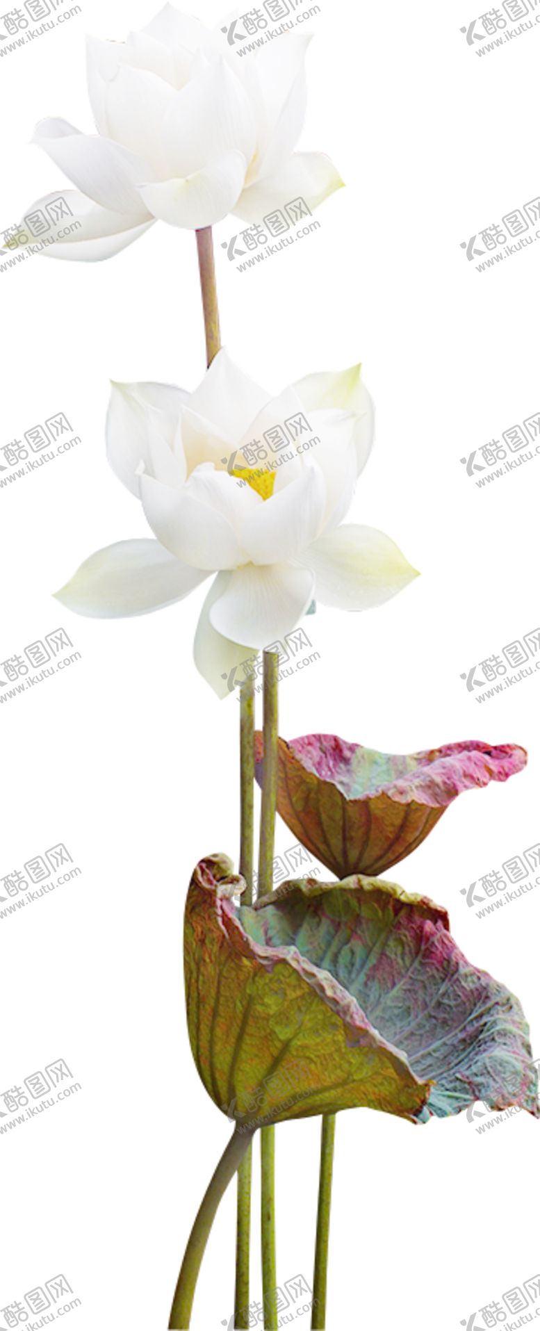 编号：69152504170317074952【酷图网】源文件下载-荷花元素