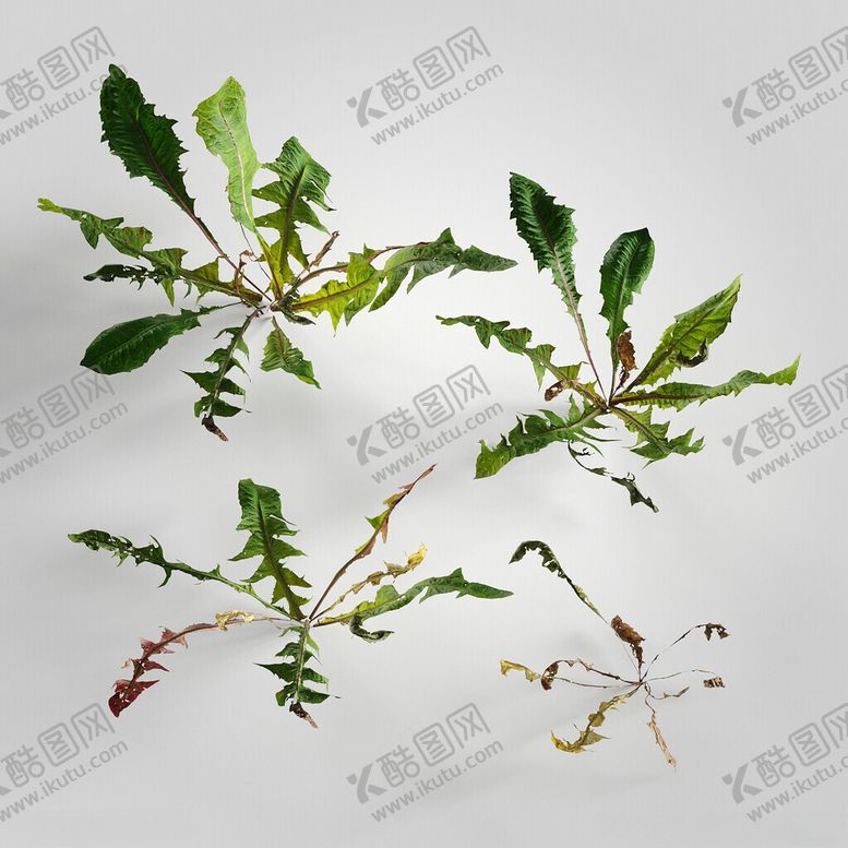 编号：12588202171723455935【酷图网】源文件下载-C4D模型绿色植物