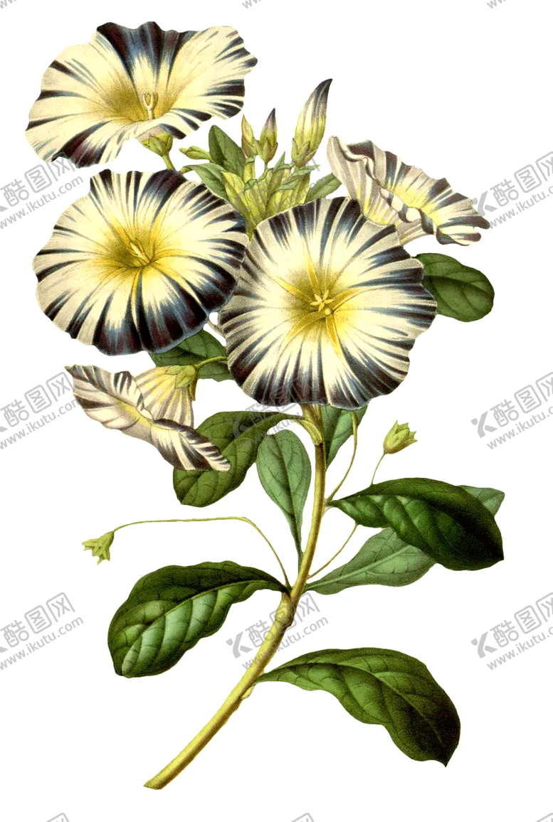 编号：23442407021136037377【酷图网】源文件下载-复古花朵植物图案