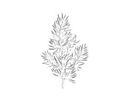 大西洋雪松