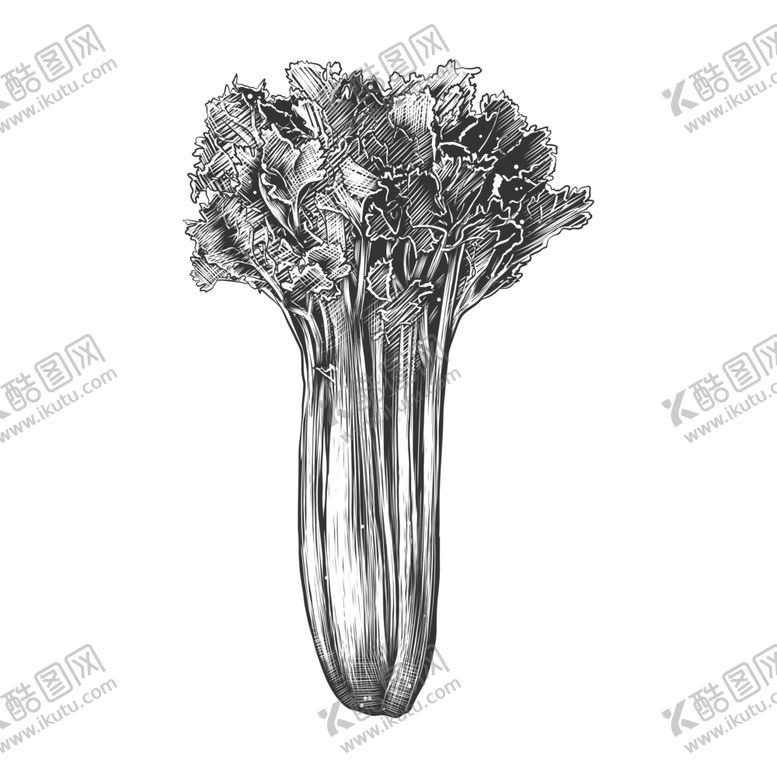 编号：14942310041005333775【酷图网】源文件下载-素描蔬菜
