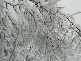 唯美森林白雪立冬节气海报