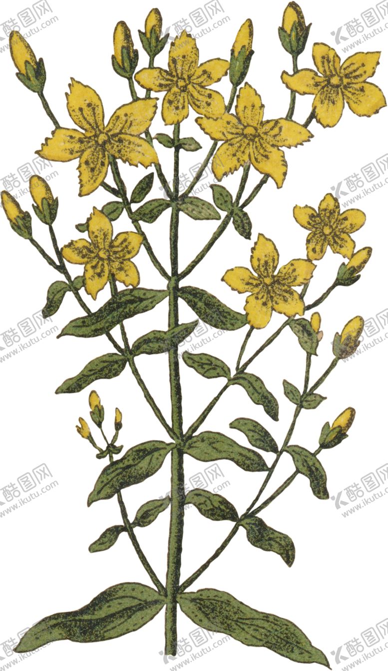 编号：96428309262225443132【酷图网】源文件下载-工笔插画