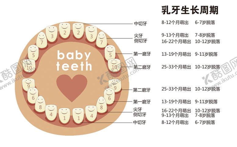 编号：24057110041819247520【酷图网】源文件下载-乳牙生长周期