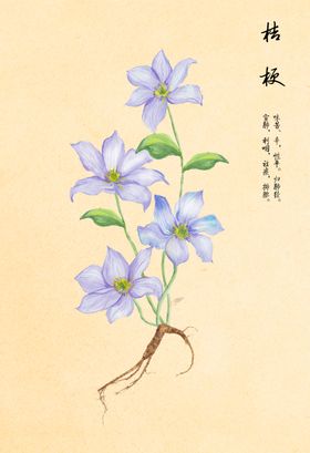 桔梗