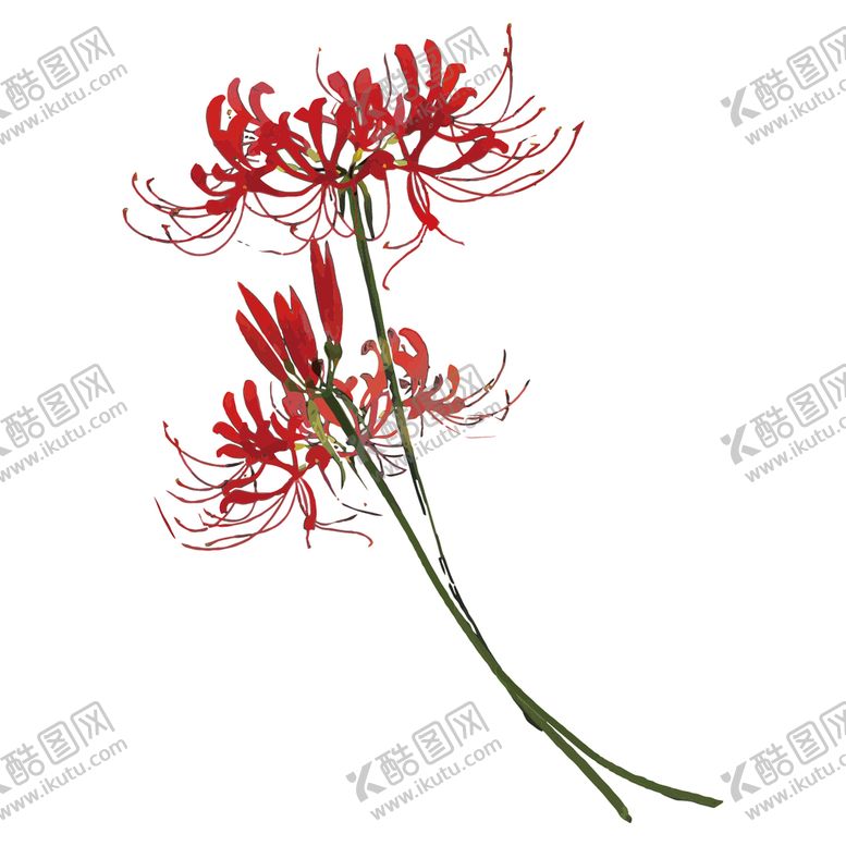 编号：83752909170955471605【酷图网】源文件下载-花