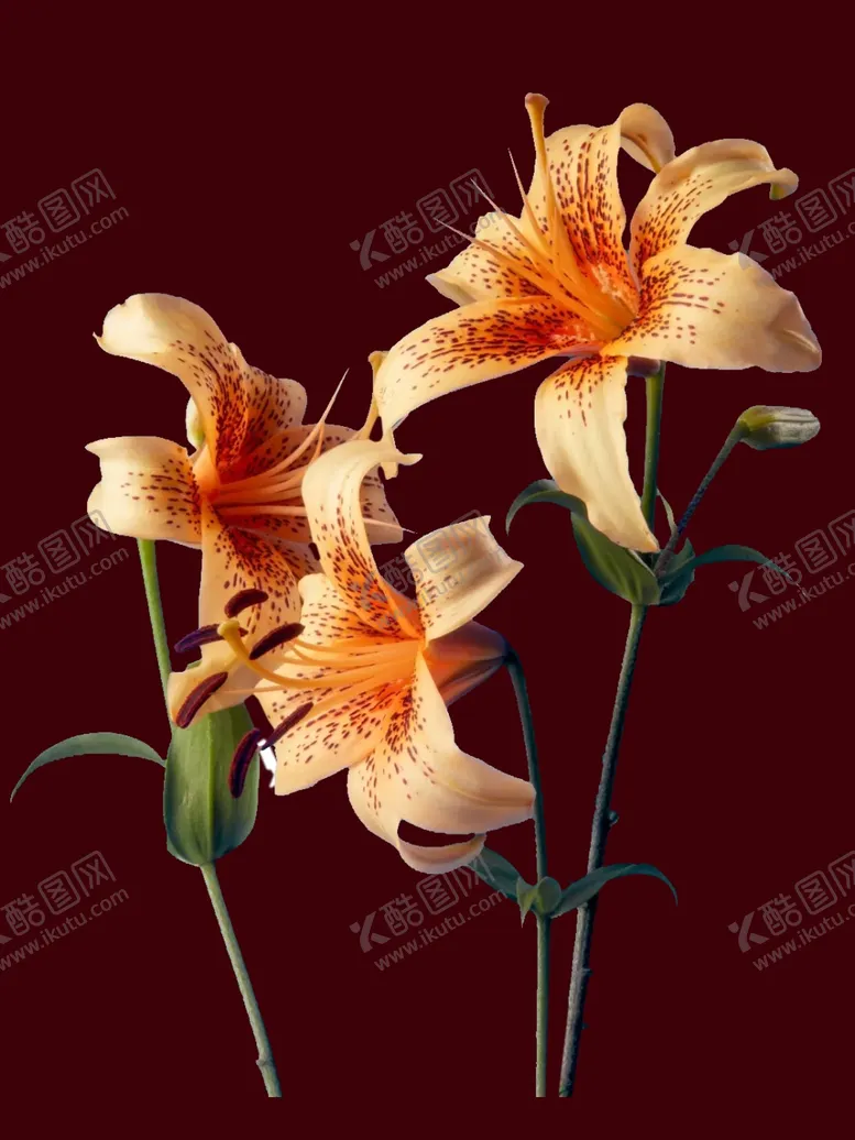编号：64623502050845122398【酷图网】源文件下载-老虎花