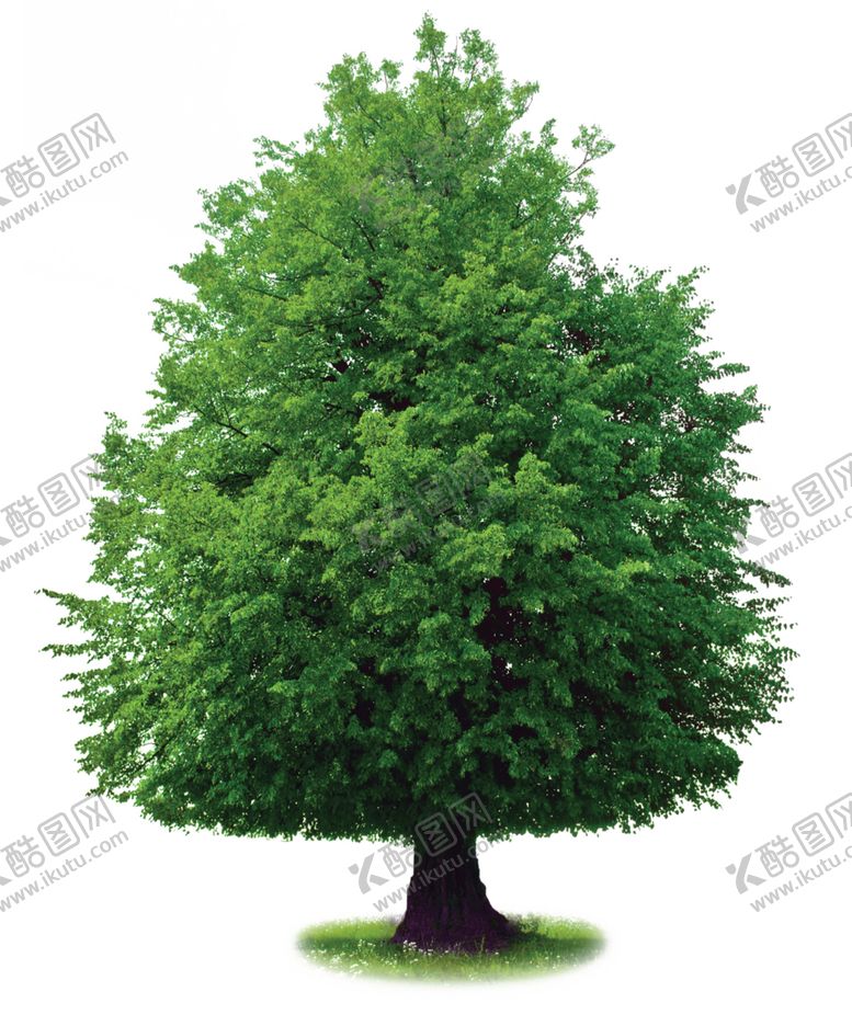 编号：54684909200409579458【酷图网】源文件下载-冷杉