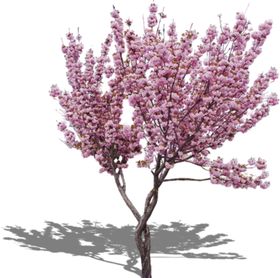 樱花装饰素材