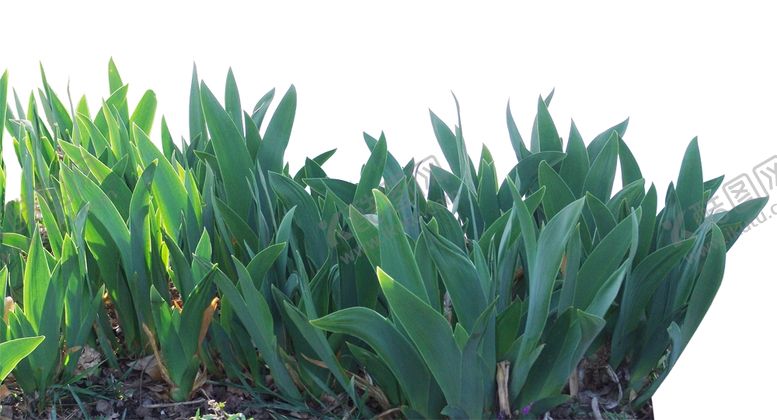 编号：83665709262146178638【酷图网】源文件下载-灌木丛