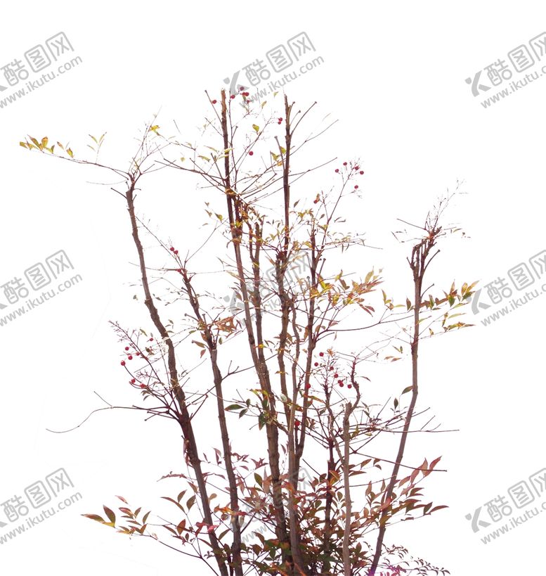 编号：58098809201453459068【酷图网】源文件下载-红灌木