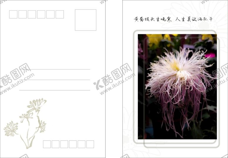 编号：84712610100852433971【酷图网】源文件下载-菊花明信片