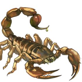 蝎子
