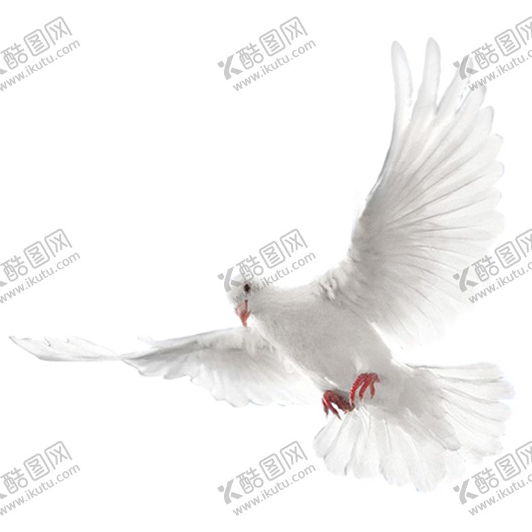 编号：62678307140852498141【酷图网】源文件下载-鸽子
