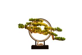 古松树艺术盆景