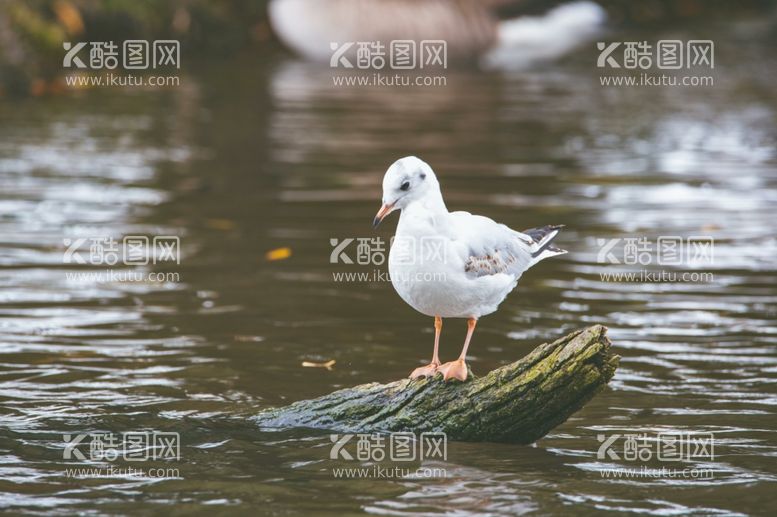 编号：90012312182326288392【酷图网】源文件下载-海鸥