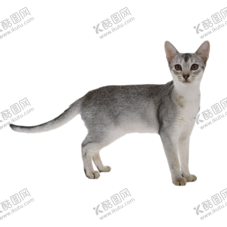 编号：24246507032245454865【酷图网】源文件下载-猫咪