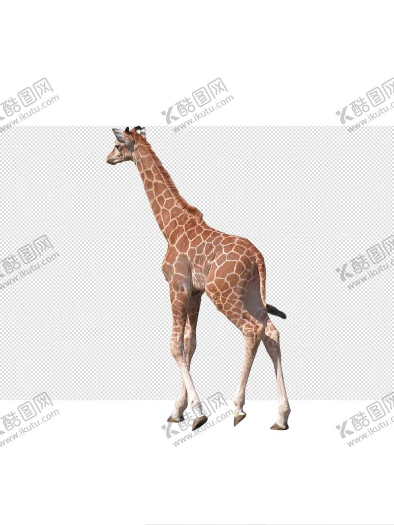 编号：36435704211125478266【酷图网】源文件下载-长颈鹿