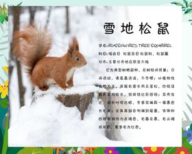 雪地松鼠