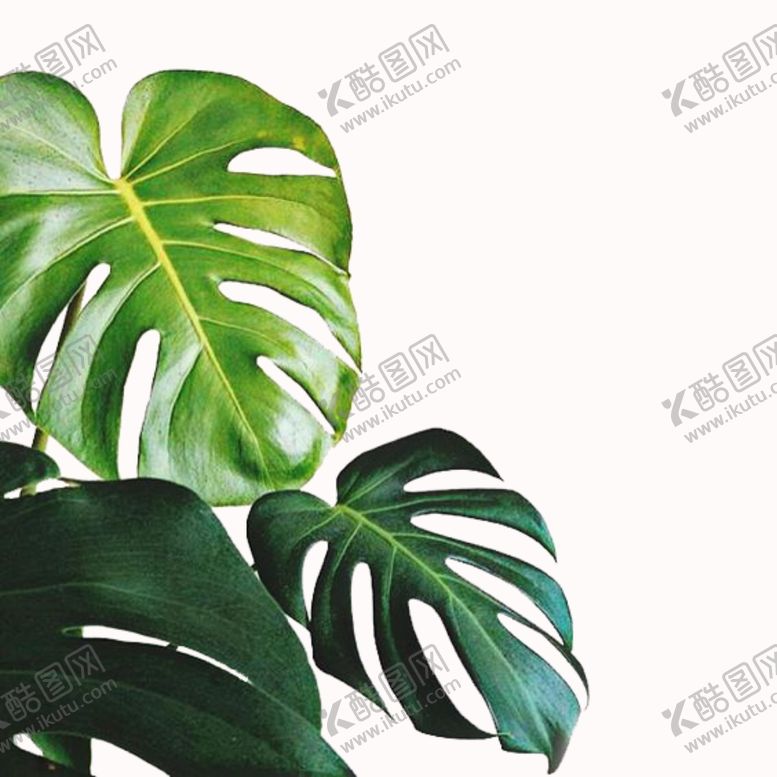 编号：24429909202338104282【酷图网】源文件下载-绿叶