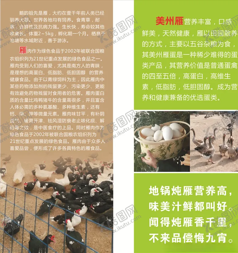 编号：16385006251756079879【酷图网】源文件下载-美洲雁
