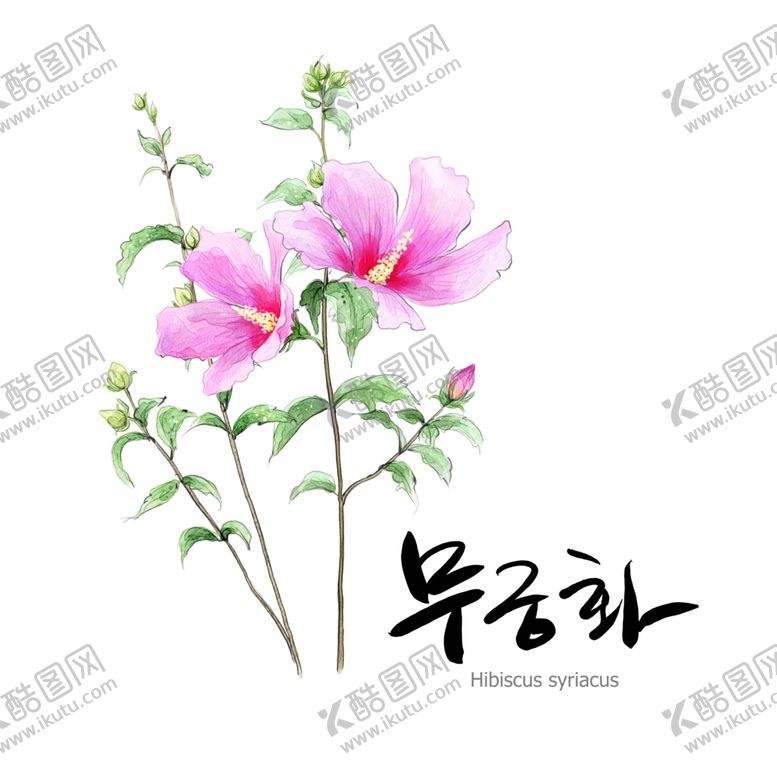 编号：81538210290141377201【酷图网】源文件下载-鲜花