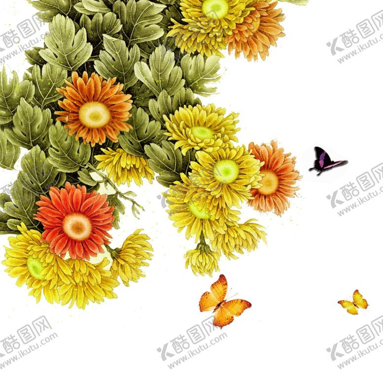 编号：19035606280826313794【酷图网】源文件下载-菊花