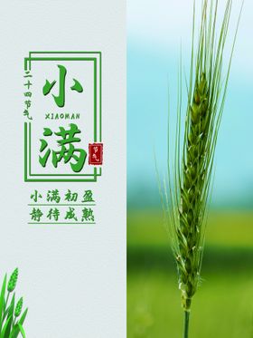 小满唯美清新麦子传统节气
